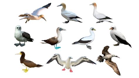 sulid fish|Bird Sulidae .